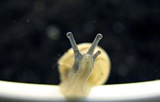 Landsnegle har normalt to sæt tentakler på hovedet: det øverste par har et øje i enden, mens det nederste par er beregnet til lugtesansen.
