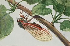Een 17-jarige cicade, of Magicicada