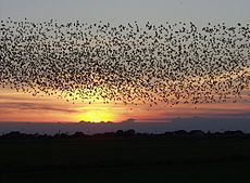 Rebanho de estorninhos ao pôr-do-sol na Dinamarca