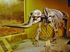 Stegomastodon v muzeju Smithsonian