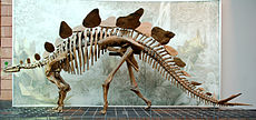 Stegosaurus skelet toont een kleine kop op een zeer groot lichaam.  