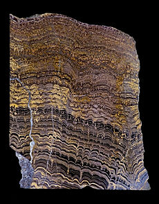Proterozoïsche stromatolieten uit Bolivia, Zuid-Amerika. Deze werden geproduceerd door cyanobacteriën. Gepolijste verticale plak door gesteente  