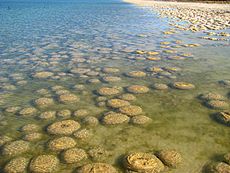 Stromatolieten die groeien in het Yalgorup National Park in Australië  