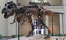"Sue" Čikagos Fildo muziejuje yra išsamiausias tiranozauro skeletas.
