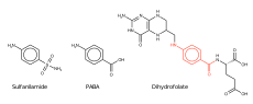 Structurele overeenkomst tussen sulfonamide (links) en PABA (midden) is de basis voor de remmende werking van sulfamiddelen op de biosynthese van dihydrofolaat (rechts).  
