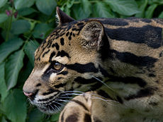 Sunda leopard obláčkový