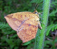 Tetragonus sp., een dagvliegende Callidulid mot houdt zijn vleugels als een vlinder maar mist de geknobbelde antennes