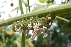 Tobakshornsormens larver parasiteras av larver av brakonidiska getingar.  