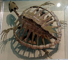 Ši išnykusio jūrinio vėžlio Toxochelys fosilija iš Smitsono nacionalinio gamtos istorijos muziejaus.