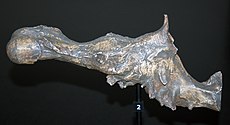 Hjerneafstøbning af Charles, på Portobello Fossil Museum  