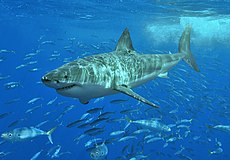 O formato de foguete deste tubarão faz dele um nadador eficiente. Ele é rápido em curtas distâncias.