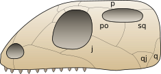 Lebka euryapsida