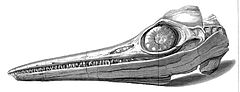 Skalle av Ichthyosaurus som hittades av Annings. Observera den beniga ringen som stöder det stora ögat.  