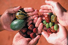Buskbär som finns i den centrala öknen i Australien. Viktig föda för Aṉangu-folket som bor där.  