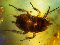 Una cucaracha de 40-50 millones de años en ámbar del Báltico.  