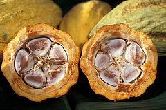 Cacaobonen in een cacaodop