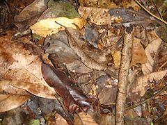 Naprawdę wyjątkowo zakamuflowana żaba, prawie niewidoczna (po prawej stronie, w lewym górnym rogu prawie pionowego drążka w prawej, najbardziej wysuniętej części zdjęcia). Brazylia
