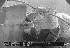 Harvester ant in the scanning electron microscope