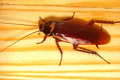 Een kakkerlak.