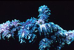 Costazia costazi , um bryozoan de coral