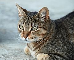 Een typische tabby kat is donker gestreept op zijn rug, kop en poten, en wit op zijn buik. Dat is tegenschaduw, een belangrijk camouflage middel.