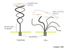 鞭毛和纤毛的跳动规律的区别。鞭毛在左边，纤毛在右边。