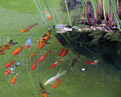 Koi (en goudvissen) worden al eeuwenlang gehouden in decoratieve vijvers in China en Japan.