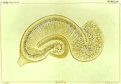 Tekening door Camillo Golgi van een hippocampus gekleurd met de zilvernitraatmethode