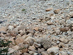 Gecamoufleerde steenbokken in de Israëlische woestijn