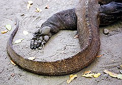 Detailní záběr nohy a ocasu komodského draka.