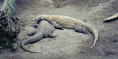 Komodští draci v torontské zoo. Komodští draci v zajetí kvůli pravidelnému krmení často tloustnou, zejména v oblasti ocasu.