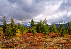 Modrzew dahuriański rosnący w pobliżu arktycznej linii drzew w regionie Kołyma, Arktyka północno-wschodnia Syberia.