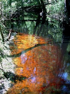 Un ruscello alimentato da una palude nel nord della Florida, che mostra acque nere indisturbate macchiate di tannino.