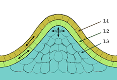 Méristème apical ou pointe de croissance. Les couches épidermique (L1) et sous-épidermique (L2) forment les couches extérieures appelées tuniques. La couche interne L3 est appelée corpus. Les cellules des couches L1 et L2 se divisent de manière   latérale, ce qui permet de garder ces couches distinctes, alors que la couche L3 se divise de manière plus aléatoire.