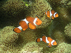 Clownfische sind zunächst männlich; der größte Fisch in einer Gruppe wird weiblich.