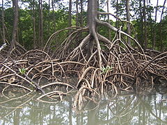 Racines aériennes d'une mangrove rouge sur un fleuve amazonien