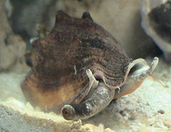 佛罗里达州战斗海螺, Strombus alatus