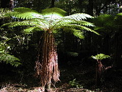 Felce arborea nella foresta, Nuova Zelanda