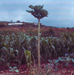 Kål kan odlas så att den blir ganska stor i frostfria klimat, som denna trädkål på Kanarieöarna.  