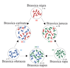 Il triangolo mostra come l'ibridazione e la poliploidia abbiano dato origine a nuove specie in Brassica. I cromosomi di ciascuno dei genomi A, B e C sono rappresentati da colori diversi. Il cartone animato mostra l'origine delle specie AABB, AACC e BBCC che hanno set di cromosomi dai loro antenati AA, BB e CC. Opera originale di Mike Jones, per Wikipedia.