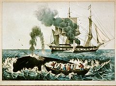 La chasse à la baleine à la fin du XIXe siècle.