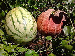 Sorter av vattenmelon i Indien.