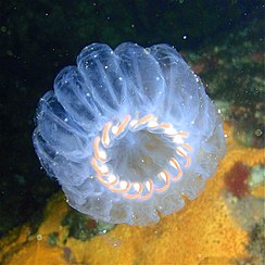 Cirkelvormig ring cluster van pelagische zalmen