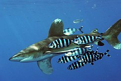 Летучшие рыбы собираются вокруг акул разных видов, но они предпочитают "Океаническую белоснежку".