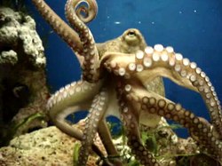 Media afspelen Bewegende Octopus vulgaris