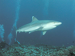 Los tiburones punta de plata son uno de los principales depredadores de la raya águila manchada  