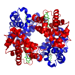 Estrutura da hemoglobina humana. As subunidades α e β estão em vermelho e azul. Os grupos   heme contendo ferro em verde
