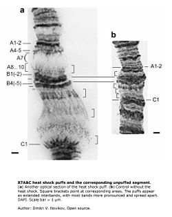 Drosphila melanogaster polytene chromosomen. Dit toont chromosoomactiviteit na een hitteschok.
