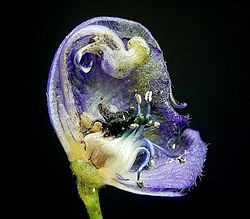 Aconitum flor dissecada para mostrar sua estrutura interna