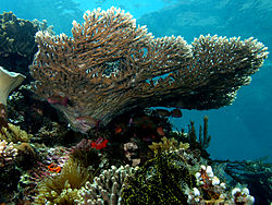 Akmeņains koraļlis savā dabiskajā vidē